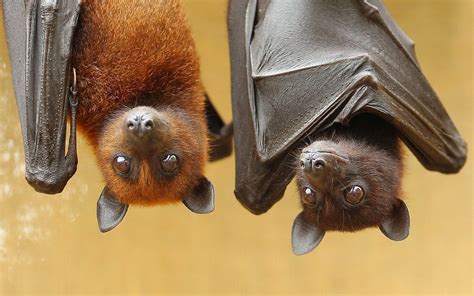 Lubee bat conservancy - Come celebrate bats like the rock stars that they truly are!